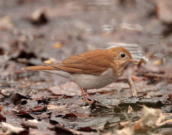 Veery Catharus fuscescens