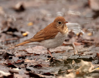 Veery Catharus fuscescens