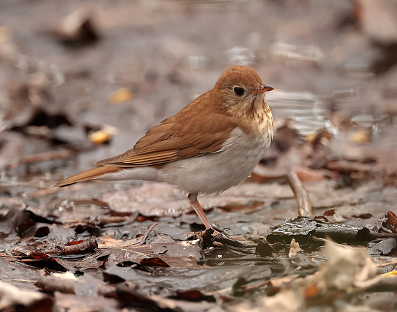 Veery Catharus fuscescens