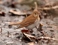 Veery Catharus fuscescens