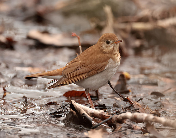 Veery Catharus fuscescens
