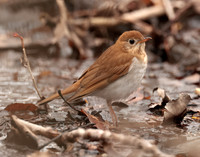 Veery Catharus fuscescens