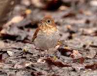 Veery Catharus fuscescens