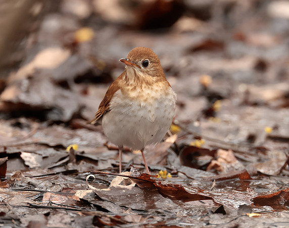 Veery Catharus fuscescens
