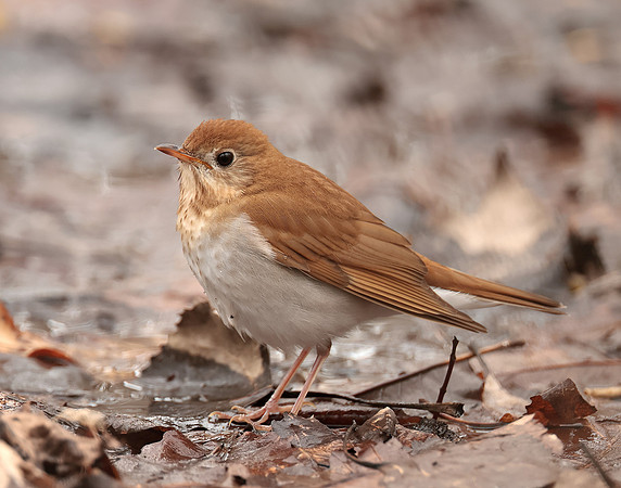 Veery Catharus fuscescens