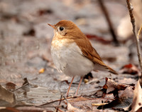 Veery Catharus fuscescens