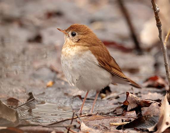 Veery Catharus fuscescens
