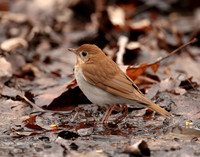 Veery Catharus fuscescens