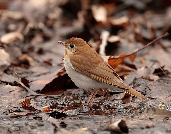 Veery Catharus fuscescens