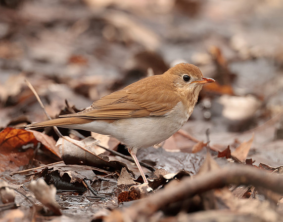 Veery Catharus fuscescens