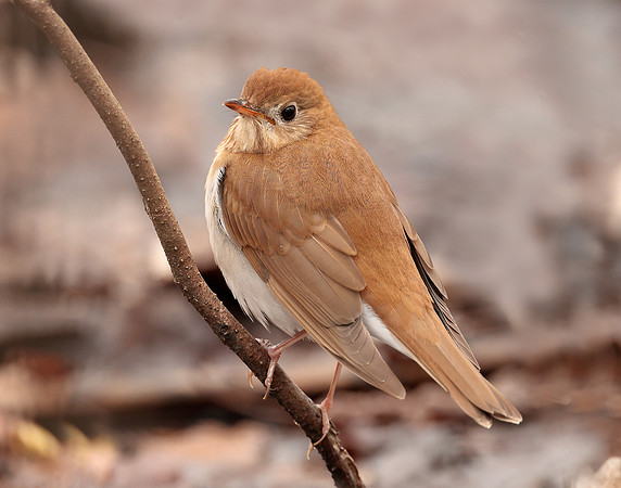 Veery Catharus fuscescens