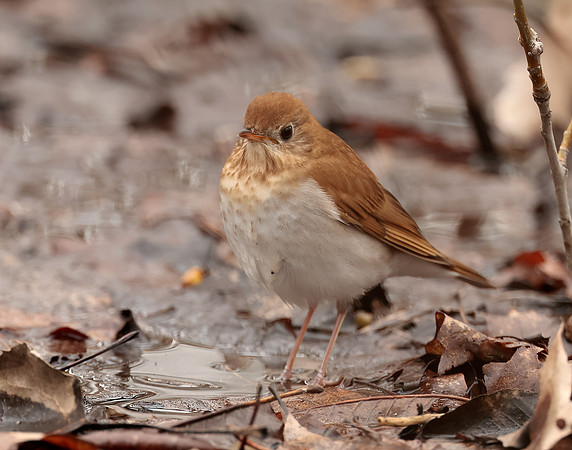 Veery Catharus fuscescens