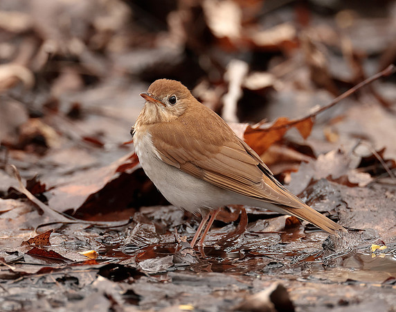 Veery Catharus fuscescens