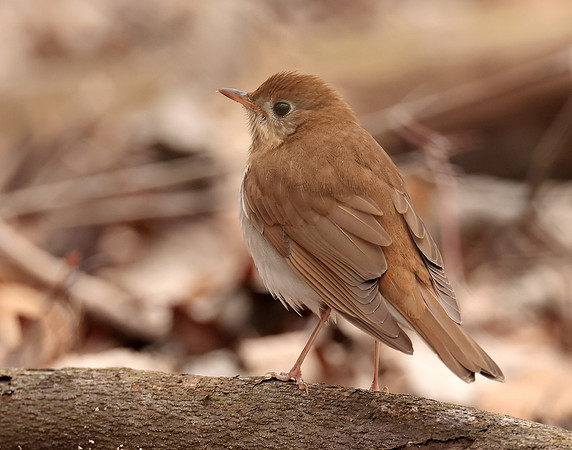 Veery Catharus fuscescens