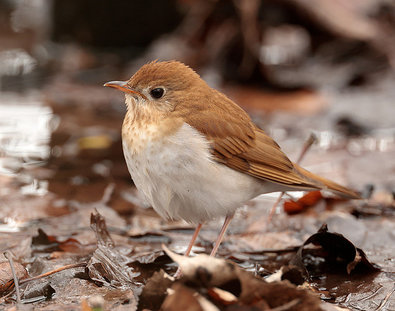 Veery Catharus fuscescens