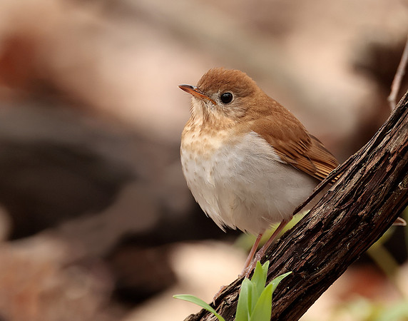 Veery Catharus fuscescens