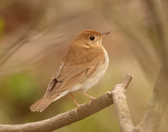Veery Catharus fuscescens