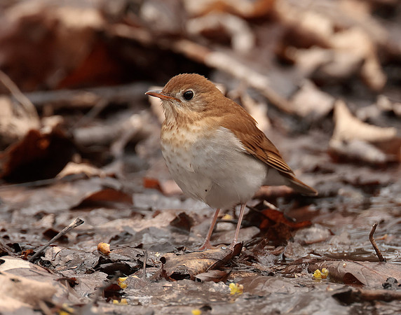 Veery Catharus fuscescens