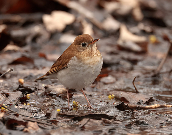 Veery Catharus fuscescens