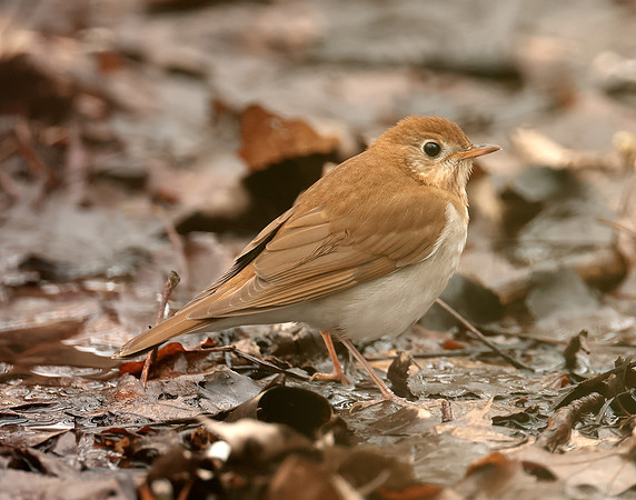 Veery Catharus fuscescens