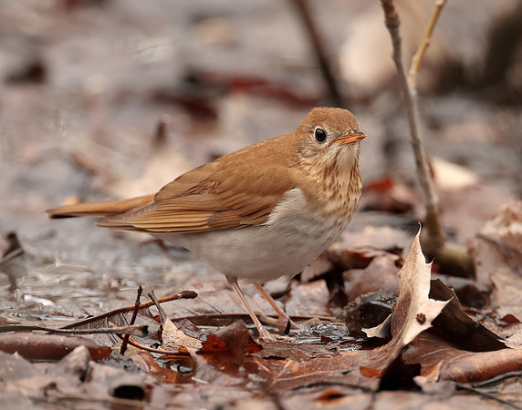 Veery Catharus fuscescens