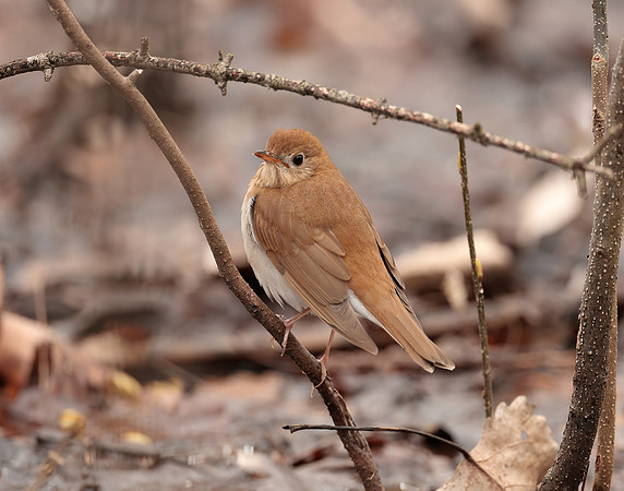 Veery Catharus fuscescens