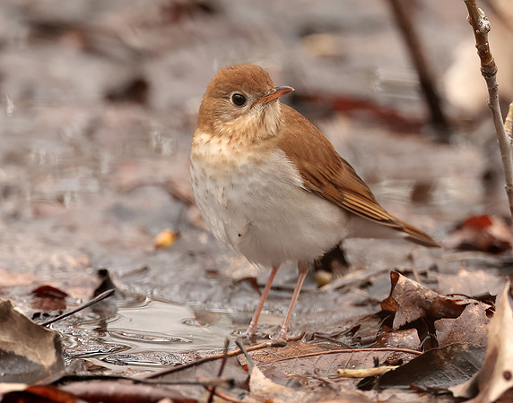 Veery Catharus fuscescens