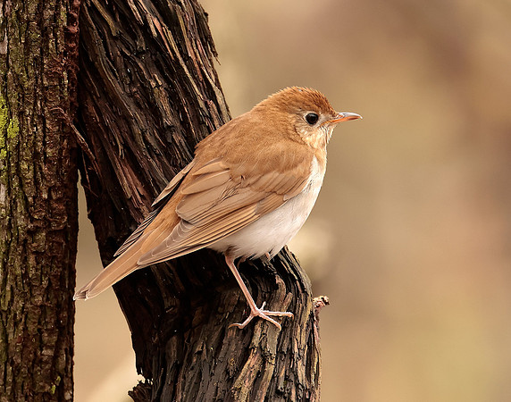 Veery Catharus fuscescens