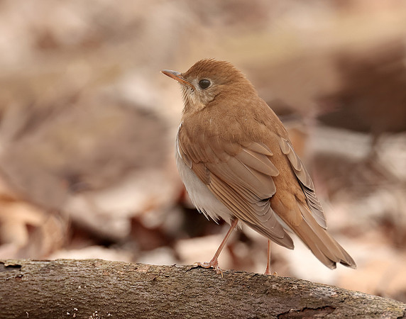 Veery Catharus fuscescens