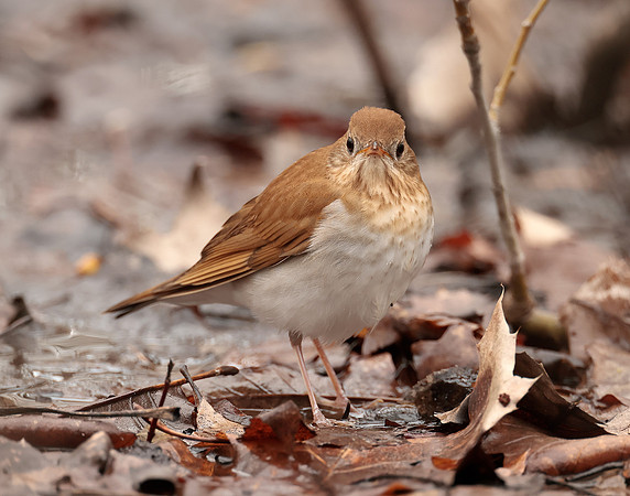 Veery Catharus fuscescens