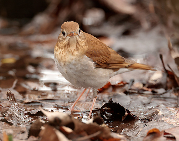 Veery Catharus fuscescens