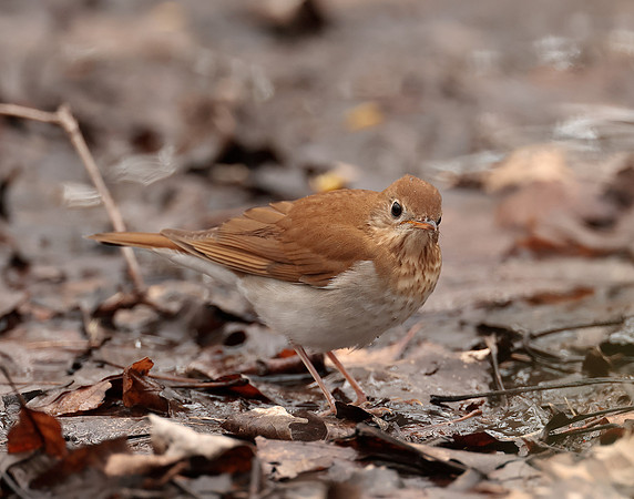 Veery Catharus fuscescens