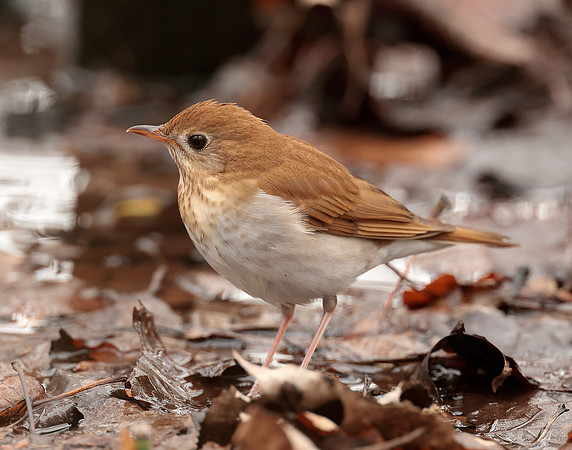 Veery Catharus fuscescens