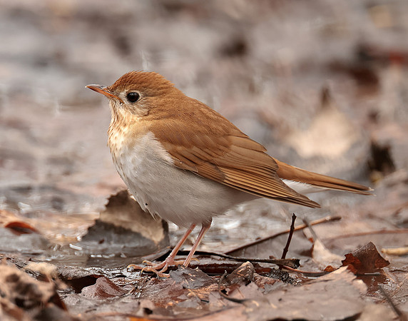 Veery Catharus fuscescens