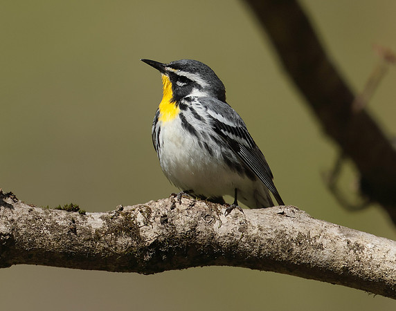 Yellow-throated Warbler  Setophaga dominica