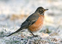 American Robin Turdus migratorius