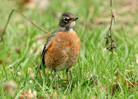American Robin Turdus migratorius
