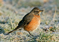 American Robin Turdus migratorius