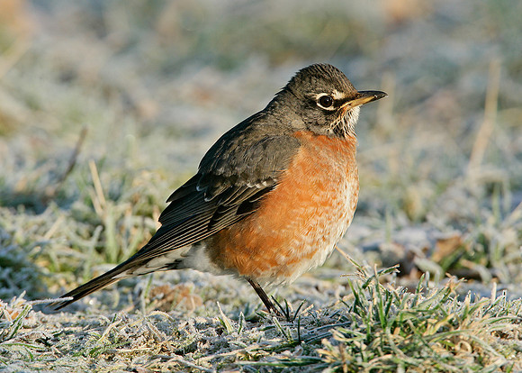 American Robin Turdus migratorius