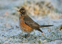 American Robin Turdus migratorius