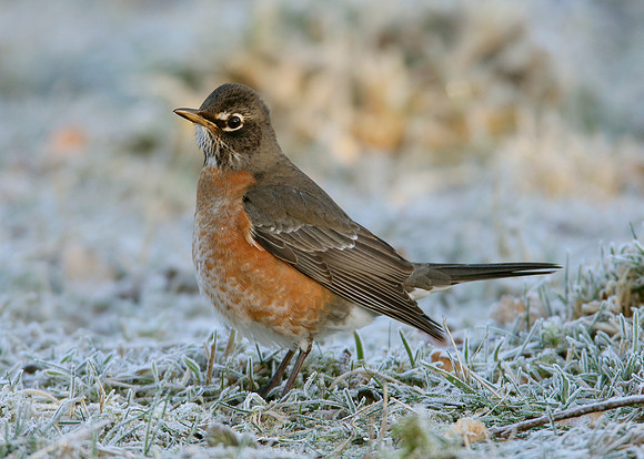 American Robin Turdus migratorius