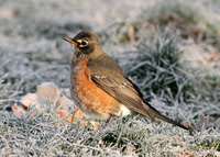 American Robin Bingley, W Yorks Jan-Feb 2007