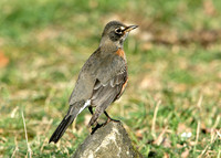American Robin Turdus migratorius
