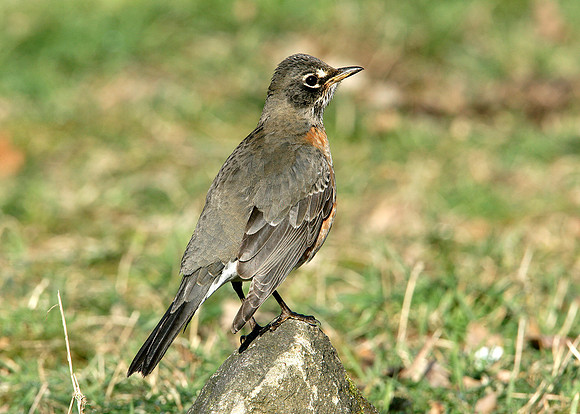 American Robin Turdus migratorius