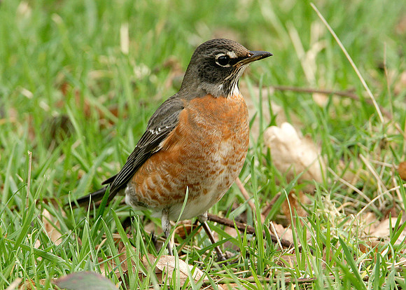 American Robin Turdus migratorius