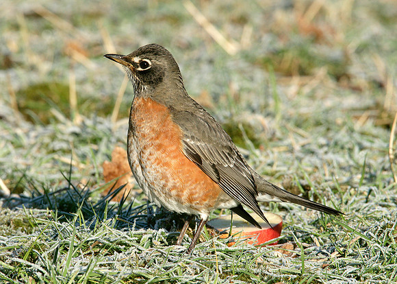 American Robin Turdus migratorius
