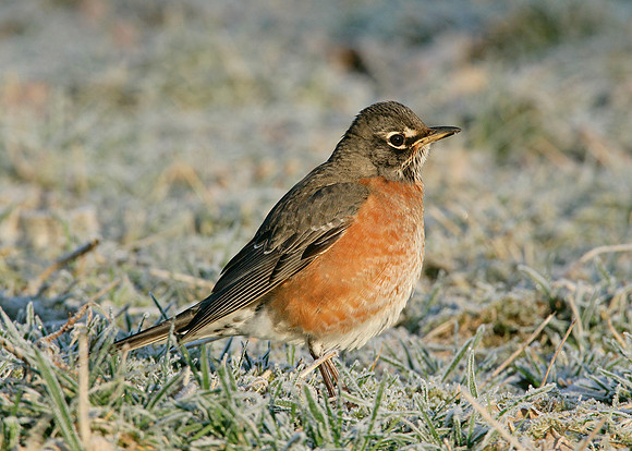 American Robin Turdus migratorius