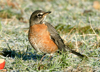 American Robin Turdus migratorius