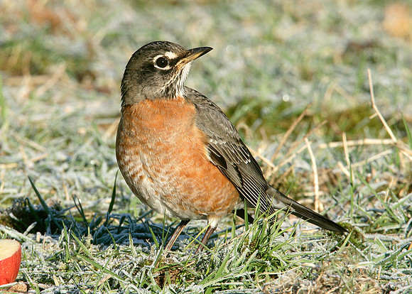 American Robin Turdus migratorius