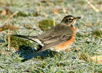 American Robin Turdus migratorius